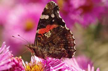 ddos流量攻击购买