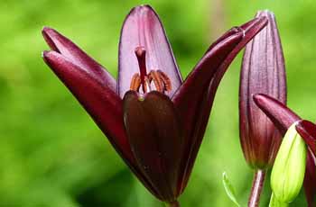 支持离线使用的网站攻击软件