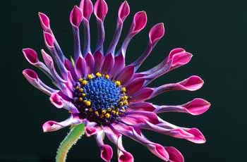 免费版本终身的免费ddos防火墙