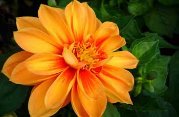 怎么买最安全的网站攻击软件